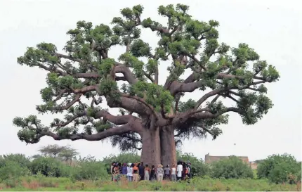  ?? GEORGES GOBET/AFP/GETTY IMAGES ?? Students gather around a baobab tree in 2007 to pray in Toubab Dialaw, Senegal.
