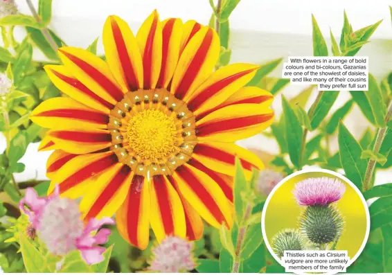  ??  ?? With flowers in a range of bold colours and bi-colours, Gazanias are one of the showiest of daisies, and like many of their cousins they prefer full sun
Thistles such as Cirsium vulgare are more unlikely members of the family