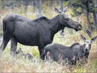  ?? CP FILE PHOTO ?? Moose graze in Franconia, N.H., in August 2010.