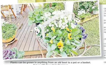  ?? Picture: ABC News/Vicki Thompson ?? Plants can be grown in anything from an old boot to a pot or a basket.