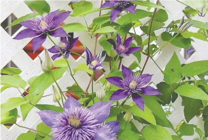  ??  ?? A clematis vine provides colour and privacy, but watch out for nutrient or weather issues that can cause yellowing, says Gerald Filipski.