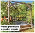  ??  ?? Vines growing on a garden pergola