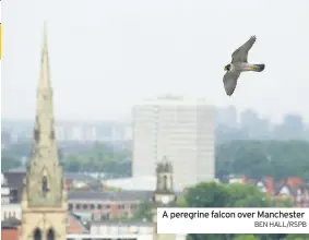  ?? BEN HALL/RSPB ?? A peregrine falcon over Manchester