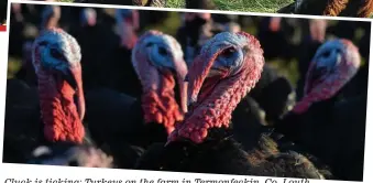  ??  ?? Cluck is ticking: Turkeys on the farm in Termonfeck­in, Co. Louth