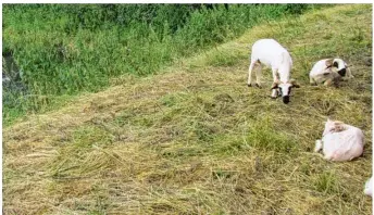  ??  ?? Les animaux vont rester jusqu’à la fin du mois de juillet.