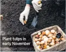  ??  ?? Plant tulips in early November