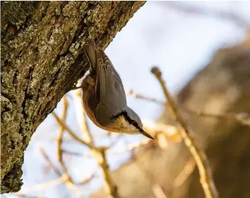  ?? ?? John Young snapped this wee bird