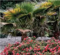  ?? Tribune News Service ?? Coral Drift roses are great for clustering around trees, shrubs or, in this case, palms.