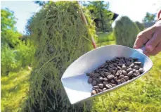  ??  ?? Kaffeebohn­en und frisch gemähtes Gras: Die bayerische Gemeinde Oy-Mittelberg will das Motto „Es riecht gut, es schmeckt gut, es tut gut“weiter vorantreib­en und Touristen werben.