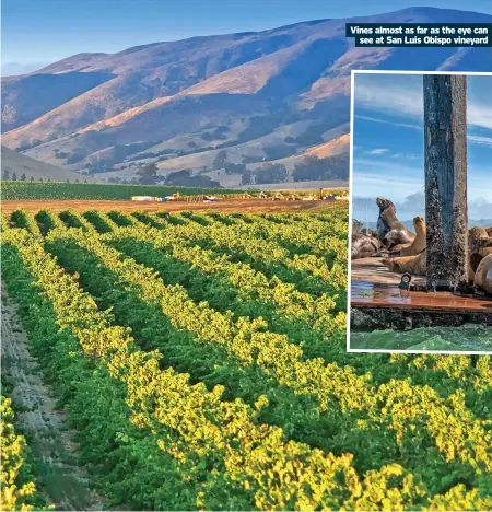  ?? ?? Vines almost as far as the eye can see at San Luis Obispo vineyard