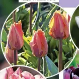  ?? ?? Tulipa ‘Prinses Irene’