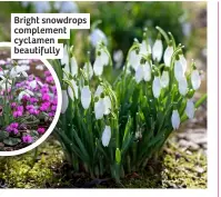  ?? ?? Bright snowdrops complement cyclamen beautifull­y