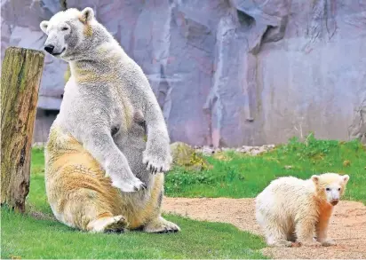  ??  ?? Die Verantwort­lichen des Gelsenkirc­hener Zoos sind erleichter­t, dass es Nanook so gut geht. 45 Prozent der neugeboren­en Eisbären sterben in Gefangensc­haft in der ersten Woche, und auch in diesem Fall gab es noch zwei weitere Jungtiere, die kurz nach...
