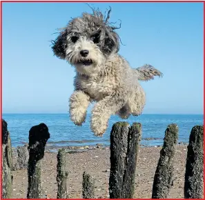  ??  ?? Cookie the cockapoo hurdles the groynes in the sun at Hunstanton, Norfolk and at a packed Bournemout­h beach visitors enjoy one of the warmest May Bank Holiday weekends ever yesterday