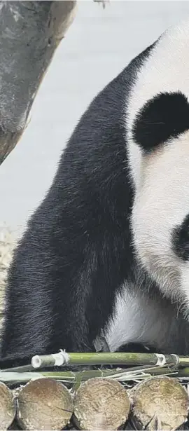  ?? ?? Yang Guang, one of the two pandas at Edinburgh Zoo on loan