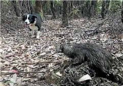  ?? LYNDA HALLINAN ?? Teaching an old dog new tricks, such as how to avoid endangered kiwi in the bush.