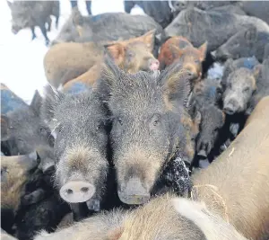  ??  ?? Iron Age pigs are also among the livestock at the Smiths’ farm.