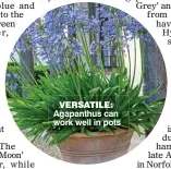  ??  ?? VERSATILE: Agapanthus can work well in pots