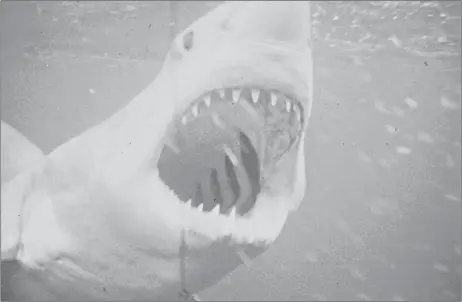  ??  ?? The great white shark from the 1975 blockbuste­r “Jaws.” Much of the underwater footage was filmed by Ron Taylor.