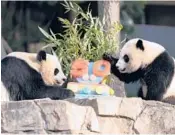  ?? JOSE LUIS MAGANA/AP ?? Pandas Mei Xiang, left, and her cub Xiao Qi Ji eat a frozen fruitjuice cake Saturday in Washington.