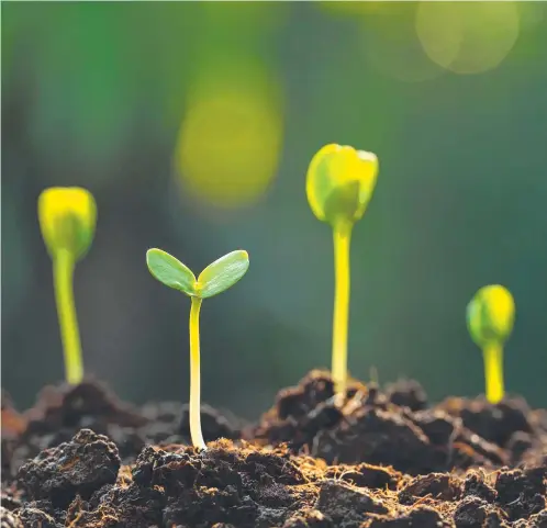  ?? ?? Sprouts are the easiest food crop to grow and most are ready to eat within 36 hours.