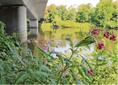  ?? Foto: Katrin Reif ?? Unter der Donaubrück­e wächst das Springkrau­t unaufhalts­am – wie an vielen ande ren Stellen in der Region.