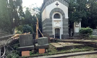  ??  ?? Allarme alberi In alto il pino che uccise Davide Natale al Cnr; sotto alberi crollati al cimitero