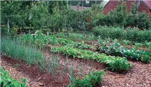  ?? Associated Press ?? ■ A surprising­ly large amount of vegetables can be harvested from even a small vegetable garden.