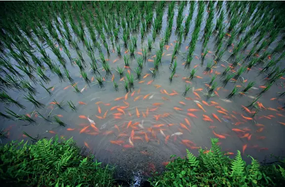  ??  ?? Qingtian’s rice-fish farming system in Zhejiang Province has been included on the list of FAO’S Globally Important Agricultur­al Heritage Systems (GIAHS). The system includes 57 certificat­e programs worldwide, while China tops the list with 15 programs in total.