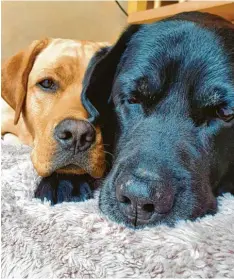  ?? ?? Wahre Liebe kennt kein Alter, das beweisen die beiden Labradorbu­ben von Brigitte Böck. Der elfjährige Ludwig (schwarz) und der 15‰monatige Friedrich (blond) sind ein Herz und eine Seele.