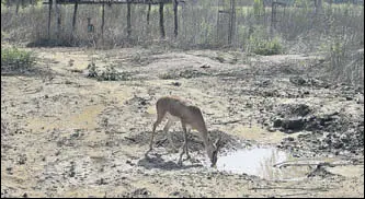  ?? LEENA DHANKHAR/HT PHOTO ?? A chinkara (Indian gazelle) at the breeding centre in Jhabua, Rewari. The centre houses two male, 19 female and seven young chinkaras.