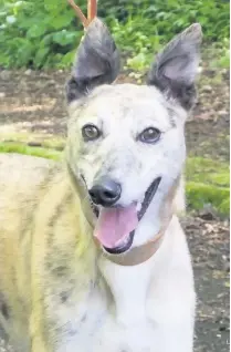  ??  ?? Race against time Royalheart Greyhound Rescue centre