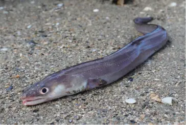  ?? ?? Le congre se différenci­e de l’anguille par son museau proéminent, et son oeil plus grand. Il est commun dans les rochers du bas de l’estran.