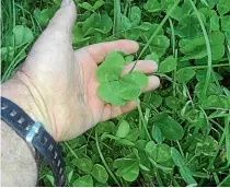  ??  ?? Clover accounts for between 70 and 80 per cent of nitrogen inputs on New Zealand’s pasture-based farms.