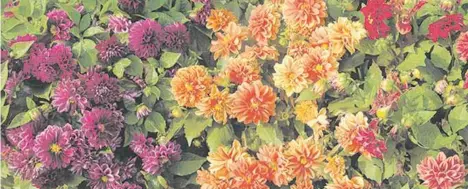 ??  ?? РосКошные геоРгины: эти прекрасные цветы можно вырастить из семян F1 «Хэлло Горгоус Шейдс».