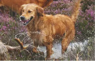  ??  ?? Most dogs love to cool off in the water on hot days and many gundogs will swim at any time of the year