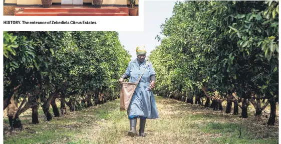  ?? Pictures: Yeshiel Panchia ?? MOTHER EARTH. Eva Thobejane walks through a citrus field after distributi­ng fertiliser.