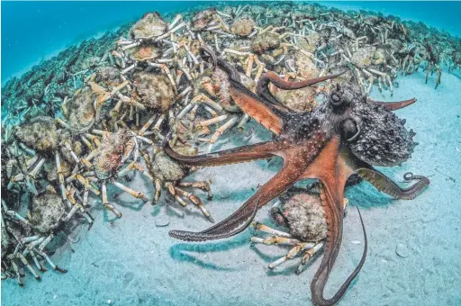  ?? Picture: JUSTIN GILLIGAN ?? This remarkable image of a crowd of spider crabs and a predatory Maori octopus, taken at the Mercury Passage between Maria Island and mainland Tasmania, has won the 2017 Australian Geographic Nature Photograph­er of the Year award for NSW man Justin...