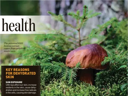  ??  ?? The patented 1055 Boletus extract comes from an edible mushroom.