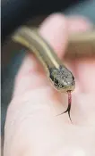  ??  ?? If you have a fear of snakes, the chance to hold a harmless garter snake could calm your phobia.