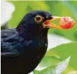  ?? Foto: dpa ?? Die Amsel ist in bayerische­n Gärten ein immer seltenerer Gast.