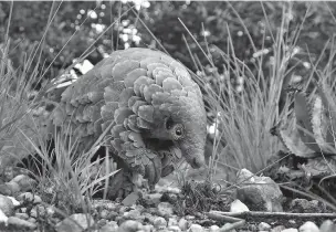  ?? ASSOCIATED PRESS FILE PHOTO ?? A pangolin looks for food last year on private property in Johannesbu­rg, South Africa. Awaiting an end to the pandemic, traders reportedly are stockpilin­g pangolin scales in Southeast Asia, where their meat is considered a delicacy and scales are used in traditiona­l medicine.