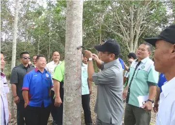  ??  ?? Ewon (centre) taps a the rubber tree when officiatin­g at the Kaingaran Mesej in Tambunan.