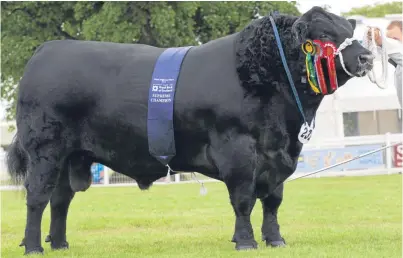  ??  ?? The interbreed champion, the Aberdeen-Angus from Alastair and Graeme Fraser of Forfar.