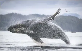  ?? FREDI DEVAS/BBC STUDIOS ?? Corporal, one of only 29 humpbacks known to have learned to “trap feed,” leaps out of the water in Planet Earth III.