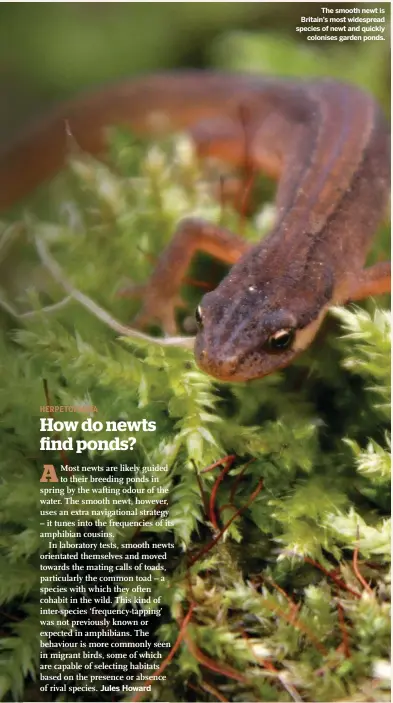  ??  ?? The smooth newt is Britain’s most widespread species of newt and quickly colonises garden ponds.