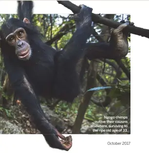  ??  ?? Ngogo chimps outlive their cousins elsewhere, surviving to the ripe old age of 33.