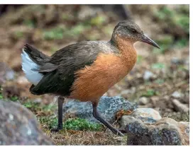  ??  ?? Ethiopian wolves have bushy tails, pointed ears, and slender snouts. Left: Rouget’s rail is a threatened bird species found only in Eritrea and Ethiopia.