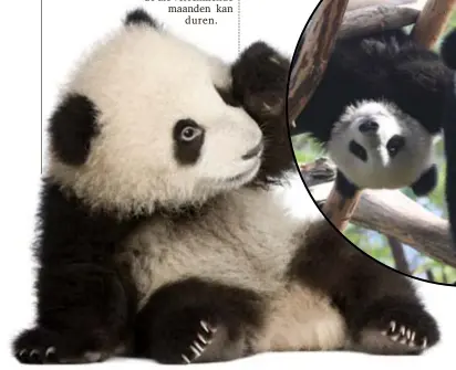  ?? FOTO RR ?? Rechts: Hao Hao met haar speelse jong Tian Bao afgelopen zomer in Pairi Daiza.