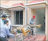  ?? AFP FILE ?? Tigress Avni, believed to be a man-eater, was shot dead in the jungles of Yavatmal in Maharashtr­a in November 2018.